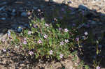 Redstem stork's bill